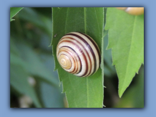 White-lipped Banded snails 13th August 2023 Hetton Park.jpg